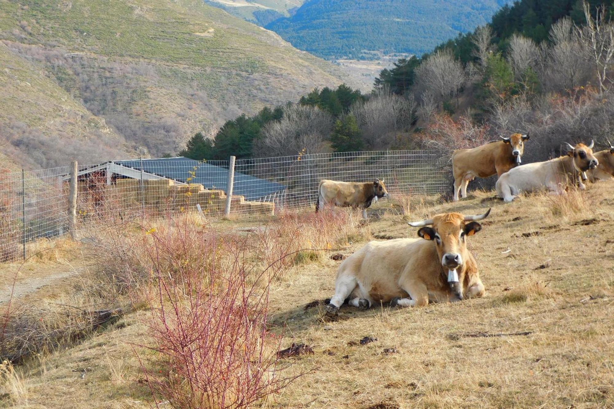 Pyrenees Catalanes Tres Joli Appartement 300M Telecabines Font-Romeu-Odeillo-Via المظهر الخارجي الصورة